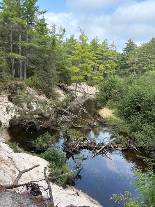 A perfect water with trees tragically fallen in blocking the flow